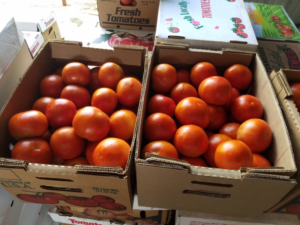 Ripley Tomatoes